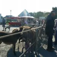 Illustration FOIRE AUX ANES LE 20/09/2014