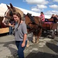 Illustration Foire aux Anes et Poneys 16-09-2017