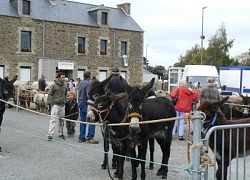 Illustration Samedi 22 septembre Foire aux ânes, aux poneys et aux petits animaux